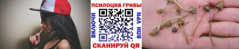Галлюциногенные грибы Psilocybine cubensis  Темрюк 
